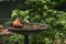 Robin bathing in the birdbath