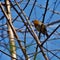 Robin beak open in the bush