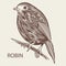 Robin bird animal sketch vintage engraved style element. European robin hand drawn retro illustration. Animals nature wildlife