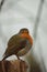 Robin bird in atumn season wildlife