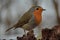 Robin bird in atumn season wildlife