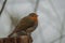 Robin bird in atumn season wildlife