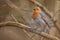 Robin Bird. Erithacus rubecula