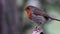 Robin bird, Erithacus rubecula, perched on a pine tree branch during july in scotland.