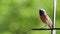 Robin bird. European Robin Redbreast Erithacus rubecula perching on a sunny Spring day with green garden out of focus bokeh