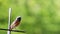 Robin bird. European Robin Redbreast Erithacus rubecula perching on a sunny Spring day green garden out focus bokeh background