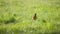 Robin bird flying away from the grass