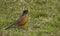 Robin Bird in Green Grass