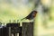 A robin bird perched on a stake