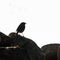 Robin bird silhouette