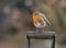 Robin bird on a spade handle