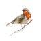 Robin bird on the tree branch. Watercolor realistic illustration. Hand drawn close up small garden avian. Beautiful song