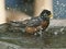 Robin in birdbath