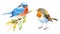 Robin and Bluebird Birds Watercolor Illustration Set Hand Drawn