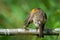 Robin on a branch grooming