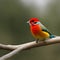 robin on branch, red backed shrike