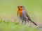 Robin with bright green background