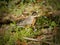 Robin Building a Nest in the Spring