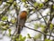 Robin with Caught Insect Perched in a Tree