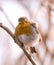 Robin close up