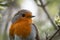 Robin close-up of the side of its head