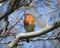 Robin with closed beak is sitting on strong light grey branch.