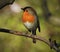 Robin with closed beak is sitting on thin grey branch.