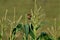 Robin in the corn field