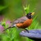 Robin drinking at birdbath