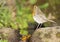 A robin drinking water in a fountain in the Monfrague National Park.