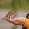 Robin eating from hand