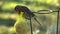 Robin eating seeds and fat in a garden