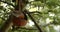 Robin eating seeds, feeding from a coconut shell bird feeder in a British garden during summer