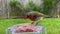 Robin eating from window suet feeder