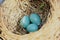 Robin eggs