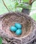 Robin eggs in mud nest