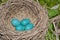 Robin Eggs In Nest