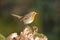 Robin (Erithacus Rubecula)