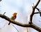 Robin, Erithacus rubecula