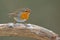 Robin (Erithacus rubecula)