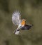 Robin, Erithacus rubecula