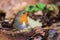 Robin & x28;Erithacus rubecula& x29; on ground on fallen leaves