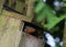 Robin, erithacus rubecula, looking out of nestbox