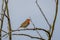 Robin erithacus rubecula perched on a branch in springtime