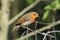 Robin, erithacus rubecula, perched on wire netting