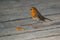 Robin Erithacus rubecula standing on the wooden floor in the park