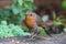 Robin, erithacus rubecula, stood on garden wall