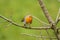 Robin Erithacus rubecula on tree brench