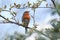 Robin (Erithacus rubecula).Wild bird in a natural habitat.