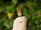 Robin. European robin on a tree stem in autumn sunlight.